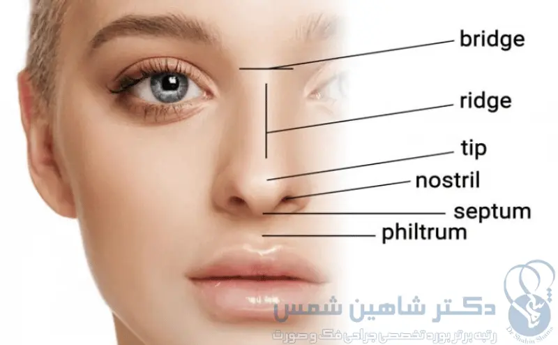 بینی و قسمت‌های مختلف بینی
